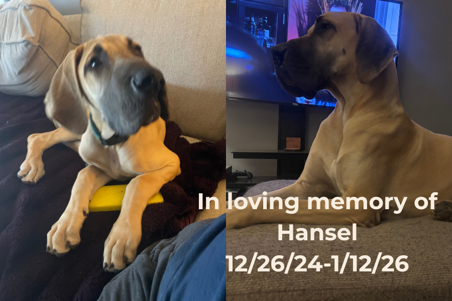Side by side photo of a Great Dane as a puppy and an adult with text In Loving memory of Hansel
