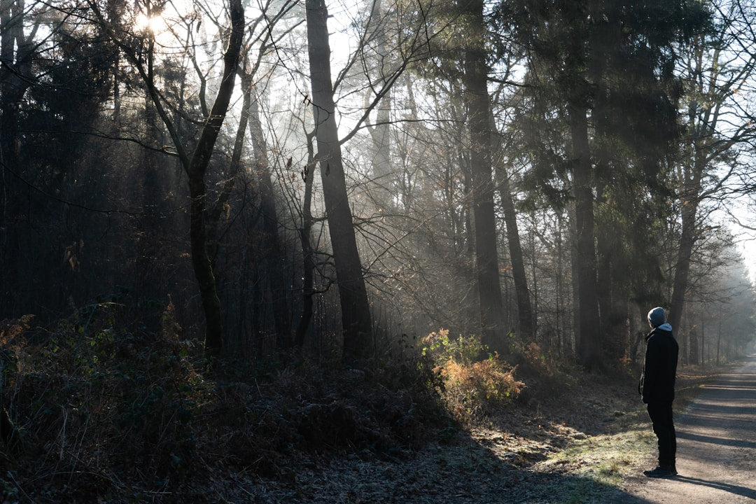 A person standing on a quiet, misty forest path in winter
